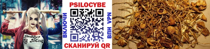 площадка телеграм  Прохладный  Галлюциногенные грибы Cubensis  наркотики 